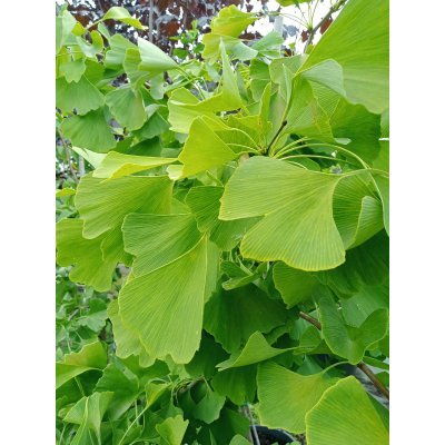 Саджанці купити Гінкго дволопатевий (Ginkgo biloba) / Н 180-200 + см / контейнер С 25-35 L 