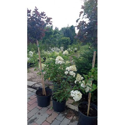 Саджанці купити Гортензія волотиста "Ваніла Фрайз"/ (Hydrangea paniculata) "Vanille-Freise" / контейнер С 7.5 L