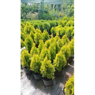 Саджанці купити Туя західна "Golden Smaragd"/Голден Смарагд/H 45-55 см / контейнер C5 L