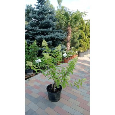 Саджанці купити Гортензія волотиста  (Hydrangea paniculata) "Magical Moonlight" / контейнер С7.5 L