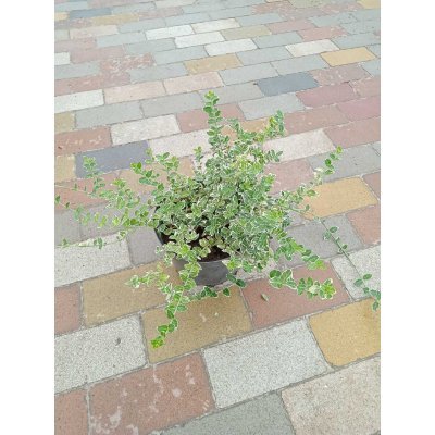 Саджанці купити Бересклет Форчуна (Euonymus fortunei) "Emerald Gaiety" / контейнер С3