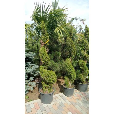 Саджанці купити Туя західна (Thuja occidentalis) "Smaragd" спіраль/Н 190-210 см/контейнер 50 L