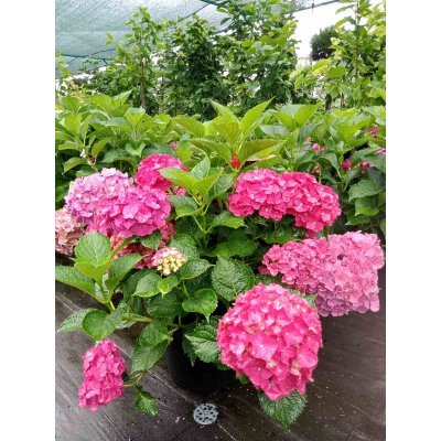 Саджанці купити Гортензія крупнолистова  (Hydrangea macrophylla) Magical Allegretto / контейнер С7.5 L
