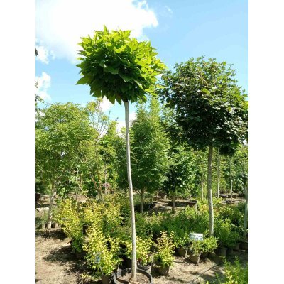 Саджанці купити Катальпа бігнонієподібна (Catalpa bignonioides) "Nana" /Stam 200-220 см/НО 15-16 см/ контейнер
