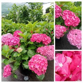 Гортензія крупнолистова  (Hydrangea macrophylla) Magical Allegretto / контейнер С7.5 L