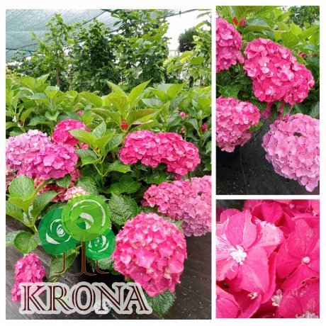 Саджанці купити Гортензія крупнолистова  (Hydrangea macrophylla) Magical Allegretto / контейнер С7.5 L