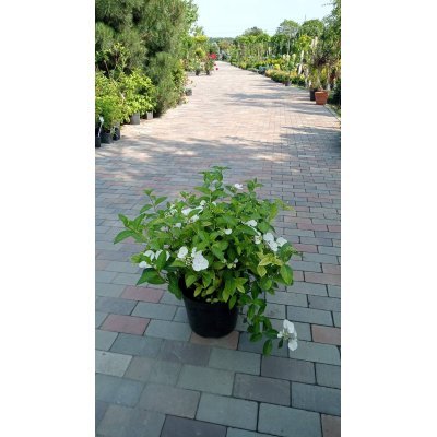 Саджанці купити Гортензія (Hydrangea) "Runaway Bride"/Н 50-60 см/контейнер С 10 L