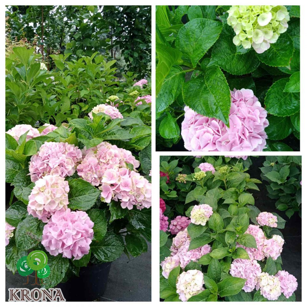 Саджанці купити Гортензія крупнолистова (H. Macrophylla) "Magical Canzone"/ С 7.5 L