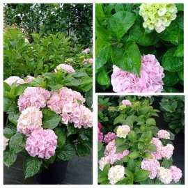Гортензія крупнолистова (H. Macrophylla) "Magical Canzone"/ С 7.5 L Гортензія крупнолистова (H. Macrophylla) "Magical Canzone"/ С 7.5 L