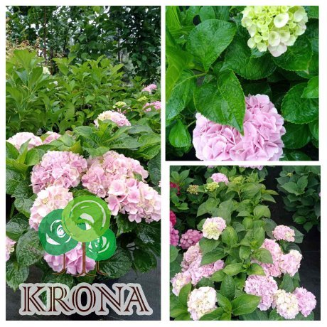 Саджанці купити Гортензія крупнолистова (H. Macrophylla) "Magical Canzone"/ С 7.5 L