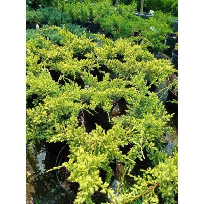 Саджанці купити Ялівець лускатий "Холгер" /Juniperus squamata "Holger" / контейнер С 2 L