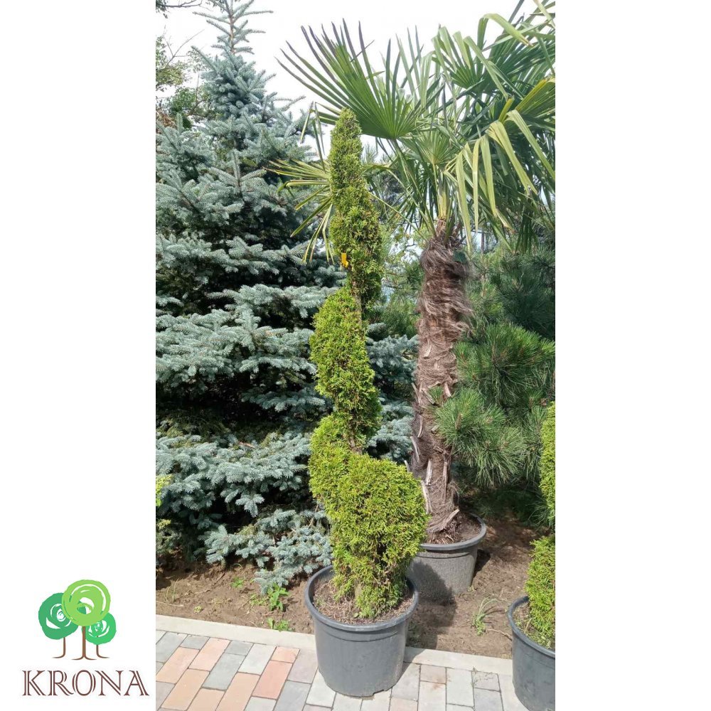 Саджанці купити Туя західна (Thuja occidentalis) "Smaragd" спіраль/Н 190-210 см/контейнер 50 L