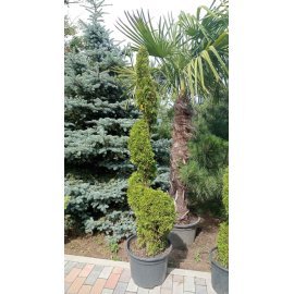 Туя західна (Thuja occidentalis) "Smaragd" спіраль/Н 190-210 см/контейнер 50 L