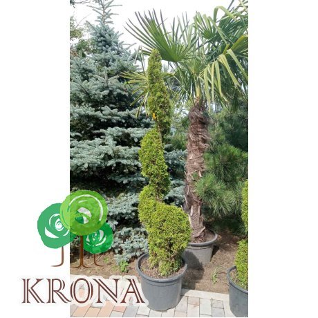 Саджанці купити Туя західна (Thuja occidentalis) "Smaragd" спіраль/Н 190-210 см/контейнер 50 L