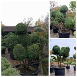 Ялівець китайський (Juniperus chinensis) "Blue Alps" бонсай /Н 150 см/D 150 см/ контейнер Ялівець китайський (Juniperus chinensis) "Blue Alps" бонсай /Н 150 см/D 150 см/ контейнер