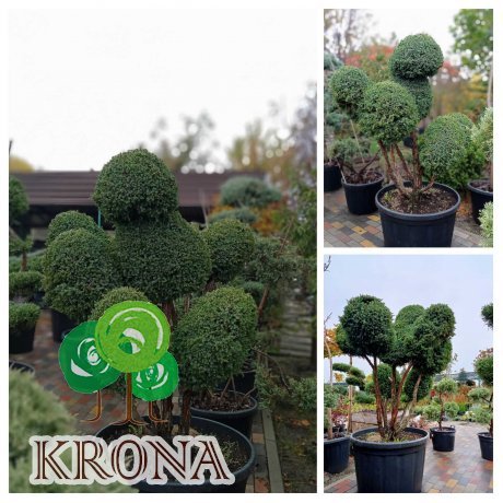 Саджанці купити Ялівець китайський (Juniperus chinensis) "Blue Alps" бонсай /Н 150 см/D 150 см/ контейнер