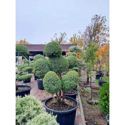 Саджанці купити Ялівець китайський (Juniperus chinensis) "Blue Alps" бонсай /Н 150 см/D 150 см/ контейнер