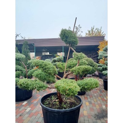 Саджанці купити Ялівець віргінський (Juniperus virginiana) "Hetz" бонсай / нівакі  /H 160 см/ D 150 см контейнер