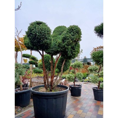 Саджанці купити Ялівець китайський (Juniperus chinensis) "Blue Alps" бонсай /Н 150 см/D 150 см/ контейнер