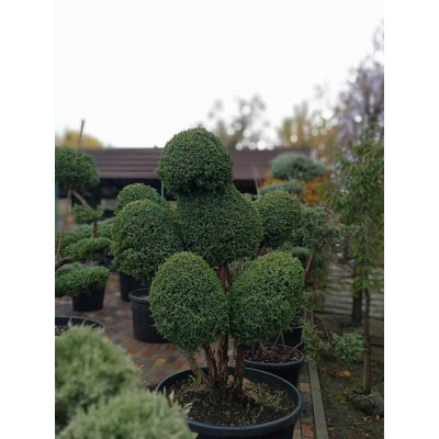Саджанці купити Ялівець китайський (Juniperus chinensis) "Blue Alps" бонсай /Н 150 см/D 150 см/ контейнер