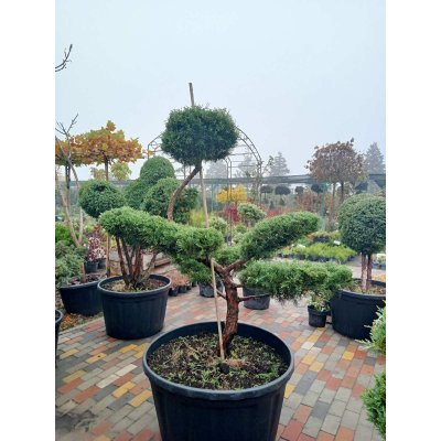 Саджанці купити Ялівець віргінський (Juniperus virginiana) "Hetz" бонсай / нівакі  /H 160 см/ D 150 см контейнер
