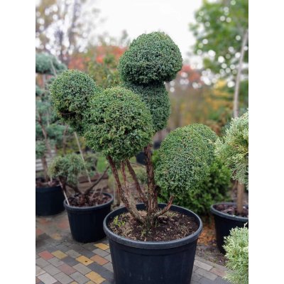 Саджанці купити Ялівець китайський (Juniperus chinensis) "Blue Alps" бонсай /Н 150 см/D 150 см/ контейнер