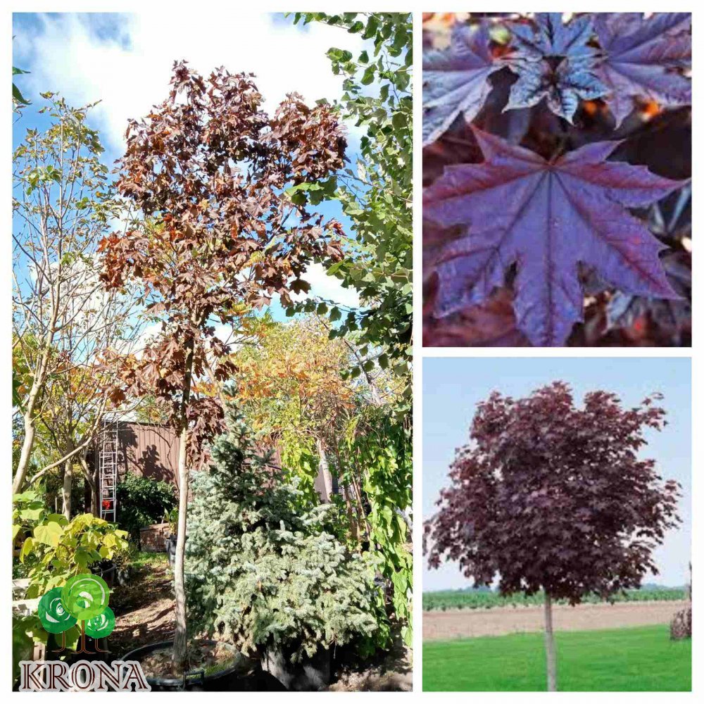 Саджанці купити Клен гостролистий (Acer platanoides) "Royal Red" /H 450-500см/НО  18-20 см/ контейнер