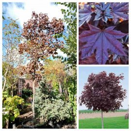Клен гостролистий (Acer platanoides) "Royal Red" /H 450-500см/НО 18-20 см/ контейнер Клен гостролистий (Acer platanoides) "Royal Red" /H 450-500см/НО 18-20 см/ контейнер