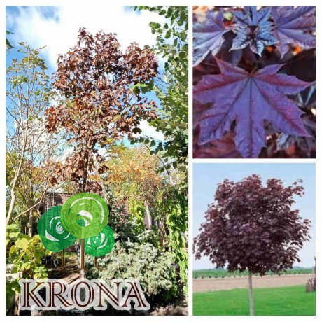 Саджанці купити Клен гостролистий (Acer platanoides) "Royal Red" /H 450-500см/НО  18-20 см/ контейнер