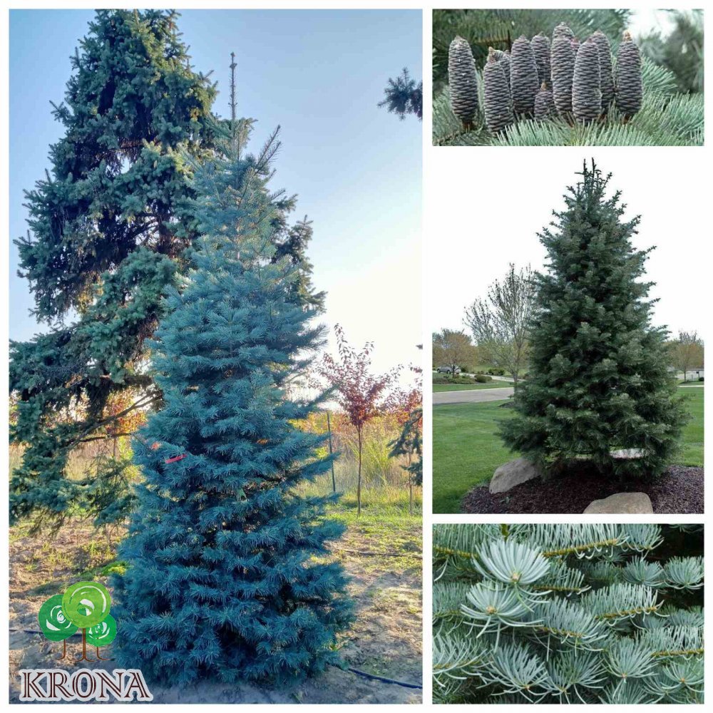 Саджанці купити Ялиця одноколірна (Abies concolor) /H 400-500 см/ ком