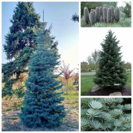 Ялиця одноколірна (Abies concolor) /H 400-500 см/ ком