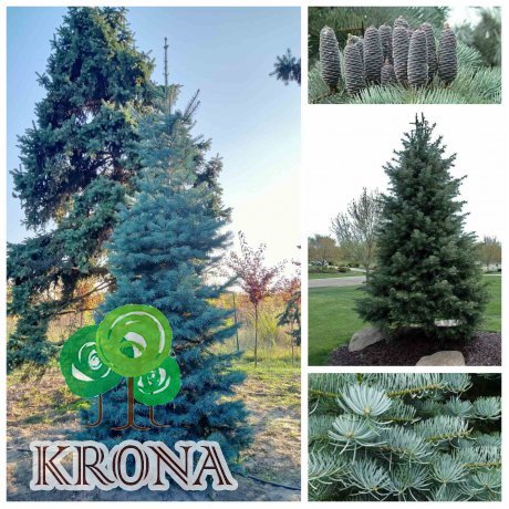 Саджанці купити Ялиця одноколірна (Abies concolor) /H 400-500 см/ ком
