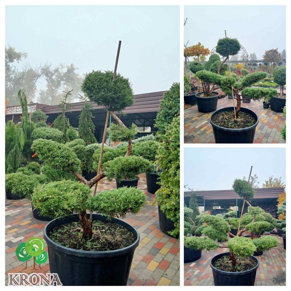 Саджанці купити Ялівець віргінський (Juniperus virginiana) "Hetz" бонсай / нівакі  /H 160 см/ D 150 см контейнер