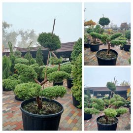Ялівець віргінський (Juniperus virginiana) "Hetz" бонсай / нівакі  /H 160 см/ D 150 см контейнер