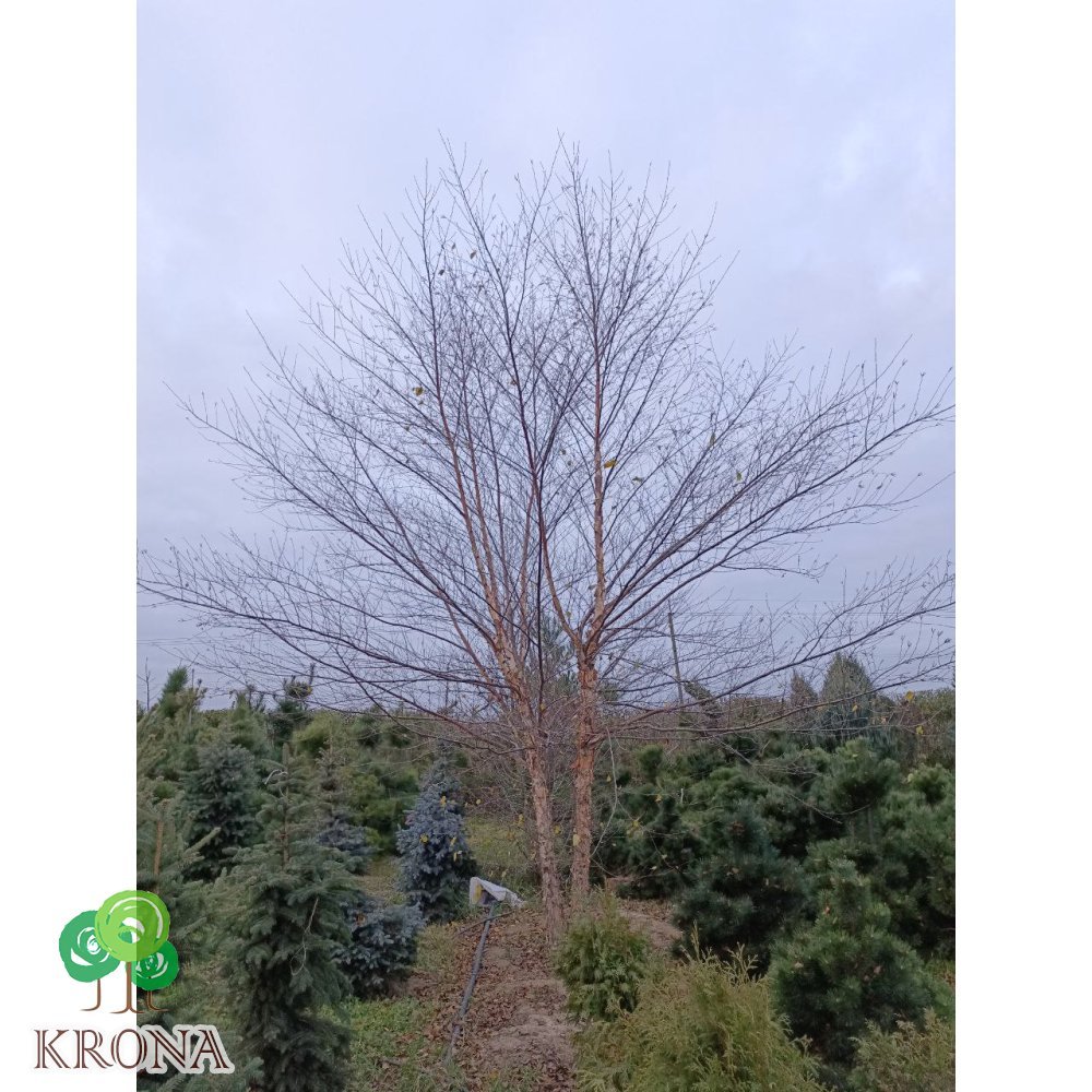 Саджанці купити Береза чорна (Betula nigra)/H 600 см+/ ком
