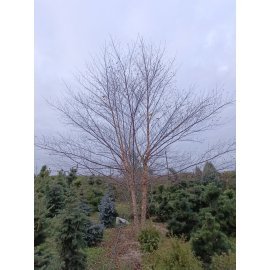 Береза чорна (Betula nigra)/H 600 см+/ ком