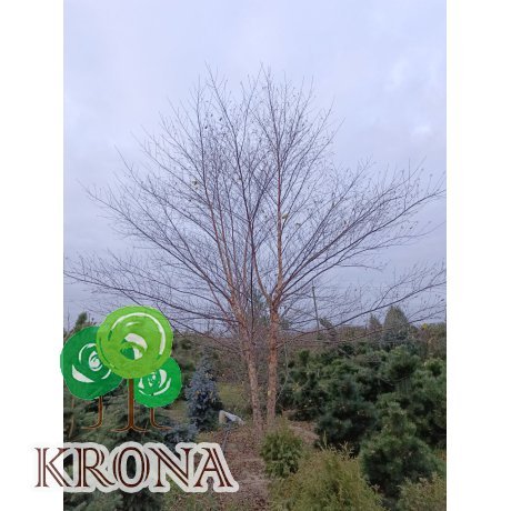 Саджанці купити Береза чорна (Betula nigra)/H 600 см+/ ком