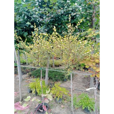 Саджанці купити Береза карликова (Betula nana) "Golden Treasure"/Stam 100-120 см/контейнер С25 L