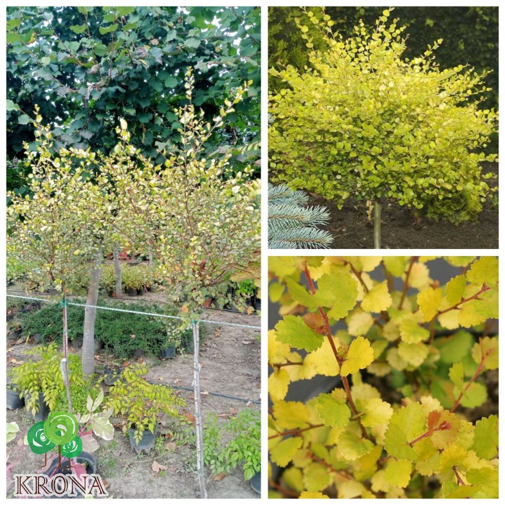Саджанці купити Береза карликова (Betula nana) "Golden Treasure"/Stam 100-120 см/контейнер С25 L