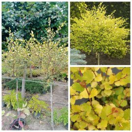 Береза карликова (Betula nana) "Golden Treasure"/Stam 100-120 см/контейнер С25 L