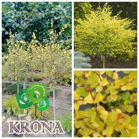 Саджанці купити Береза карликова (Betula nana) "Golden Treasure"/Stam 100-120 см/контейнер С25 L