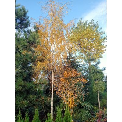 Саджанці купити Береза повисла (Betula pendula) "Gracilis"/HO 35 см/Н 600+ см/ ком