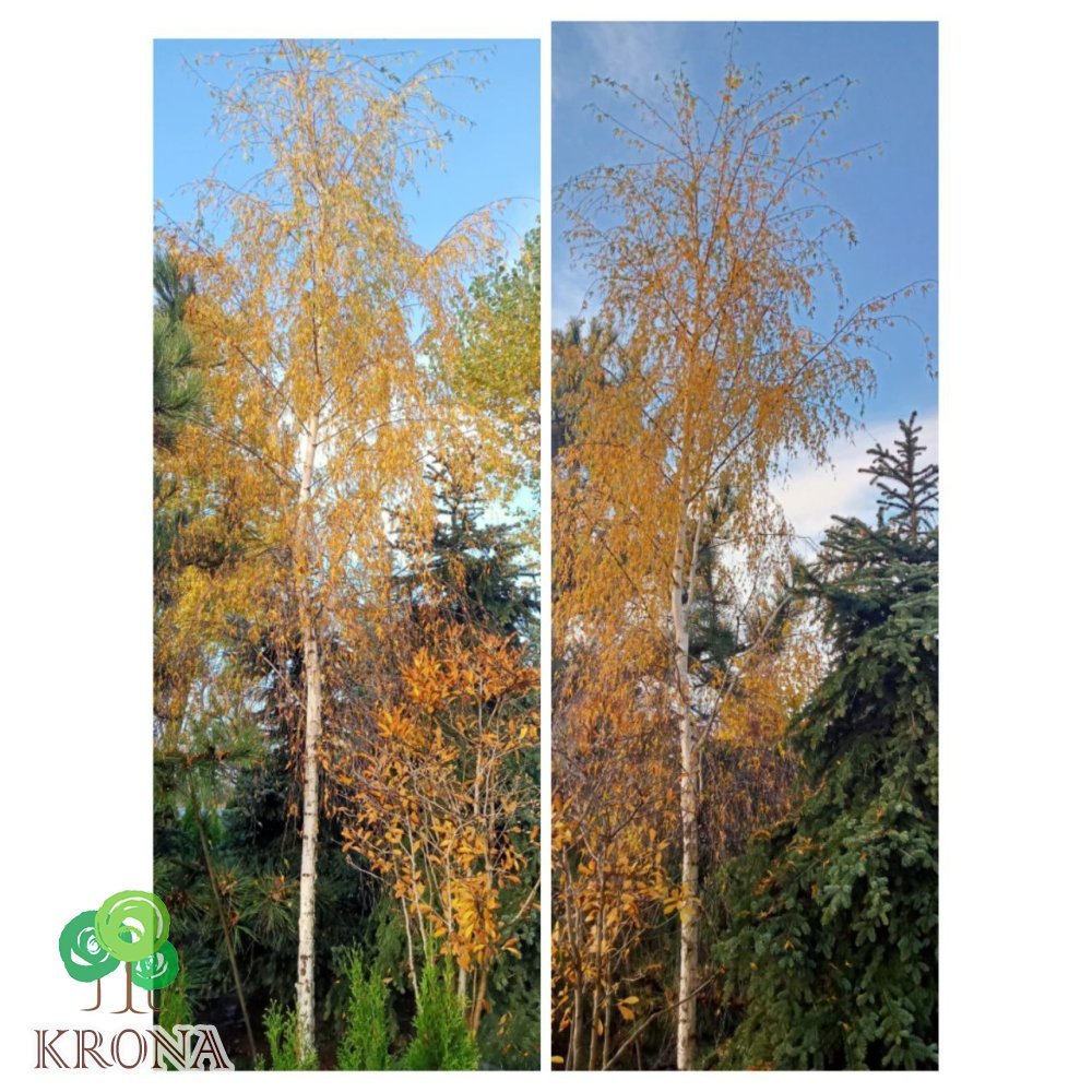 Саджанці купити Береза повисла (Betula pendula) "Gracilis"/HO 35 см/Н 600+ см/ ком
