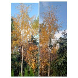 Береза повисла (Betula pendula) "Gracilis"/HO 35 см/Н 600+ см/ ком