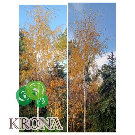 Саджанці купити Береза повисла (Betula pendula) "Gracilis"/HO 35 см/Н 600+ см/ ком