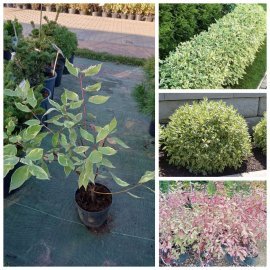 Дерен білий (Cornus alba) "Elegantissima"/Елегантіссіма/Н 50-90 см+/ контейнер C7.5 L