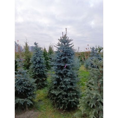 Саджанці купити Ялина колюча форма блакитна (Picea pungens f. glauca)/Н 180-200 +см/ ком