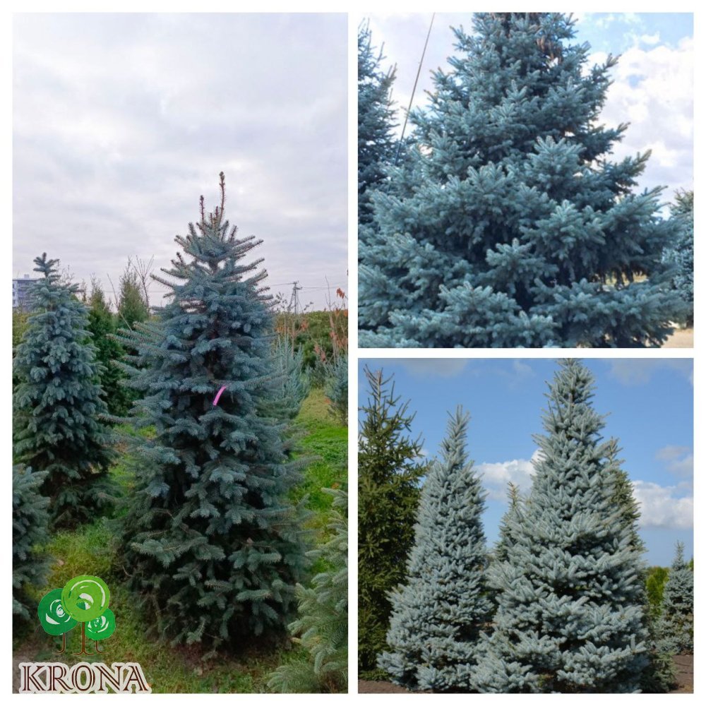 Саджанці купити Ялина колюча форма блакитна (Picea pungens f. glauca)/Н 180-200 +см/ ком