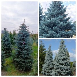 Ялина колюча форма блакитна (Picea pungens f. glauca)/Н 180-200 +см/ ком Ялина колюча форма блакитна (Picea pungens f. glauca)/Н 180-200 +см/ ком