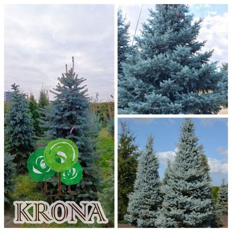 Саджанці купити Ялина колюча форма блакитна (Picea pungens f. glauca)/Н 180-200 +см/ ком
